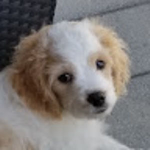 Meet your Posher, Grace